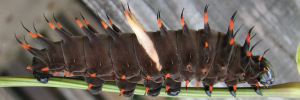 Larvae